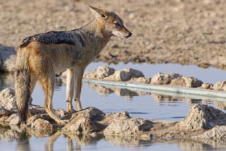 Black-backed jackal (Lupulella mesomelas), adult, drinking at waterhole, alert, Kgalagadi