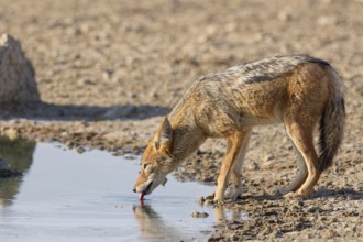 Black-backed jackal (Lupulella mesomelas), adult, drinking at waterhole, tongue out, Kgalagadi