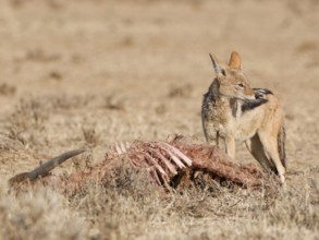Black-backed jackal (Lupulella mesomelas), adult, standing near the carcass of a common eland