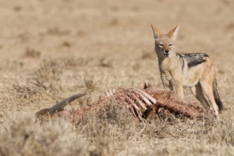 Black-backed jackal (Lupulella mesomelas), adult, standing near the carcass of a common eland