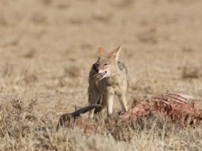 Black-backed jackal (Lupulella mesomelas), adult, alert, feeding on skin and carcass of a common