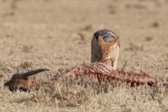 Black-backed jackal (Lupulella mesomelas), adult, feeding on skin and carcass of a common eland