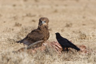 Bateleur eagle (Terathopius ecaudatus), juvenile, standing in dry grassland, facing an adult Cape
