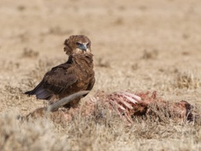Bateleur eagle (Terathopius ecaudatus), juvenile, standing in dry grassland, near the carcass of a