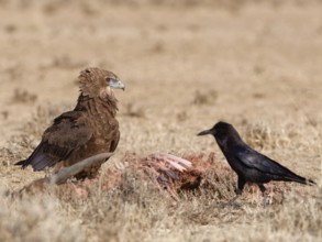 Bateleur eagle (Terathopius ecaudatus), juvenile, with an adult Cape crow (Corvus capensis),