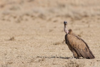 White-backed vulture (Gyps africanus), adult, standing in dry grassland, looking at camera, alert,
