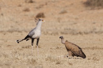 White-backed vulture (Gyps africanus), adult, with a secretary bird (Sagittarius serpentarius),