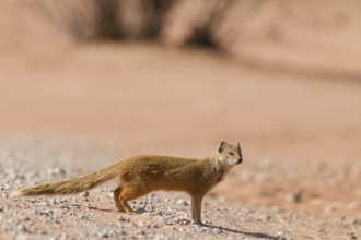 Yellow mongoose (Cynictis penicillata), adult, on gravel road, looking around, alert, Kgalagadi