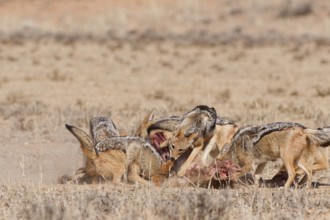 Black-backed jackals (Lupulella mesomelas), group of jackals, feeding on carcass of a common eland