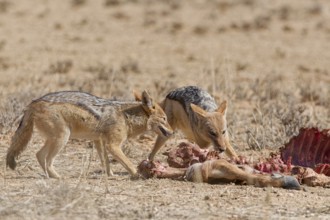 Black-backed jackals (Lupulella mesomelas), adults, feeding on carcass of a common eland