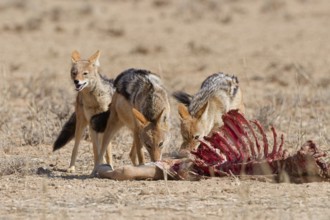 Black-backed jackals (Lupulella mesomelas), group of jackals, feeding on carcass of a common eland