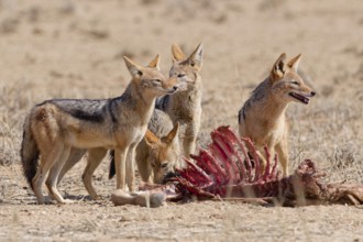 Black-backed jackals (Lupulella mesomelas), group of jackals, alert, feeding on carcass of a common
