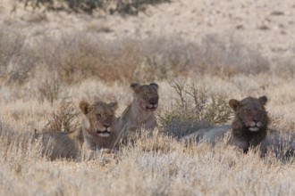 African lions (Panthera leo), lioness with two young adult males, lying in tall dry grass, resting