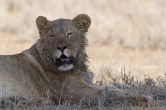 African lion (Panthera leo), young adult male lying down, resting in the shade, looking at camera,