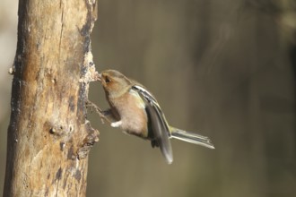 Chaffinch (Fringilla coelebs) male in flight, approach to forage wood, winter feeding, Allgäu,
