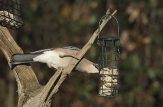 Jays (Garrulus glandarius) feeding in the forest, Allgäu, Bavaria, Germany, Allgäu, Bavaria,