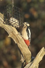Woodpecker (Dendrocopos major) an der Winterfütterung, Allgäu, Bavaria, Germany, Allgäu, Bavaria,