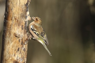 Chaffinch (Fringilla coelebs) male at winter feeding, Allgäu, Bavaria, Germany, Allgäu, Bavaria,