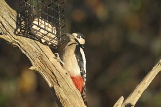 Woodpecker (Dendrocopos major) an der Winterfütterung, Allgäu, Bavaria, Germany, Allgäu, Bavaria,