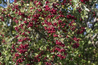 Hawthorn (Crataegus) fruits, Bavaria, Germany