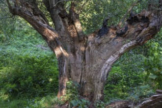 Old willow tree (Salix) split by lightning, Darß, Mecklenburg-Western Pomerania, Germany