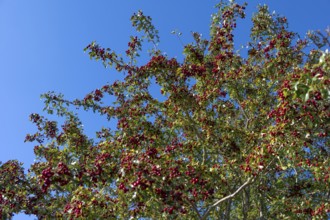 Hawthorn (Crataegus) with red fruits, Bavaria, Germany