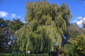 Weeping willow (Salix babylonica), Ahrenshoop, Darß, Mecklenburg-Western Pomerania, Germany