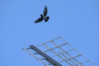 Flying fog crow (Corvus cornix) over a windmill wing, Darß, Mecklenburg-Western Pomerania, Germany