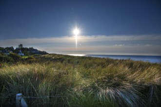 Beach oats (Ammophila) against the Baltic Sea beach, Mecklenburg-Western Pomerania, Germany