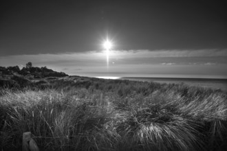 Beach oats (Ammophila) against the Baltic Sea beach, black and white, Mecklenburg-Western
