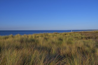 Beach oats (Ammophila) off the Baltic Sea beach, Mecklenburg-Western Pomerania, Germany