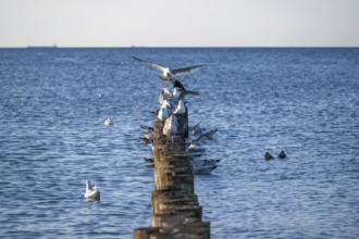 Herring gulls (Larus argentatus) on a stage in Ostee, Ahrenshopop, Darß, Mecklenburg-Western