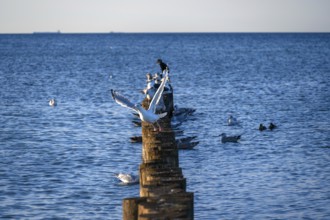 Herring gull (Larus argentatus) on a stage in Ostee, Ahrenshopop, Darß, Mecklenburg-Western