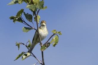Garden warbler (Sylvia borin) adult male bird singing in a tree in spring, England, United Kingdom