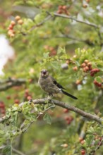 Eurasian bullfinch (Pyrrhula pyrrhula) juvenile bird in a hawthorn hedgerow with red berries in
