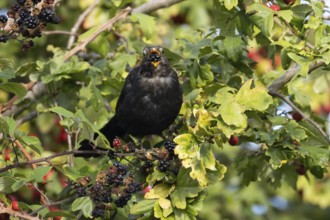 Eurasian blackbird (Turdus merula) adult male bird feeding on a blackberry in a hedgerow in the