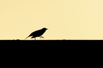 Eurasian blackbird (Turdus merula) silhouette of an adult bird running along an urban house roof at