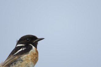 European stonechat (Saxicola rubicola) adult male bird head portrait, England, United Kingdom