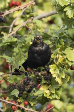 Eurasian blackbird (Turdus merula) adult male bird feeding on a blackberry in a hedgerow in the