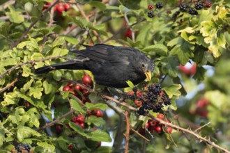 Eurasian blackbird (Turdus merula) adult male bird in a hedgerow with blackberries in the summer,