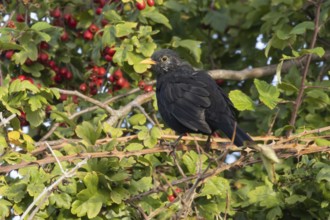 Eurasian blackbird (Turdus merula) adult male bird in a hedgerow in the summer, England, United