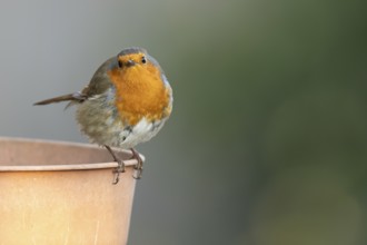 European robin (Erithacus rubecula) adult bird on a garden plant pot, England, United Kingdom