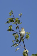 Garden warbler (Sylvia borin) adult male bird singing in a tree in spring, England, United Kingdom