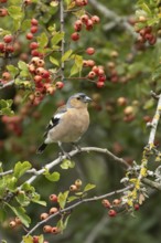 Eurasian chaffinch (Fringilla coelebs) adult male bird in a hawthorn hedgerow with red berries in