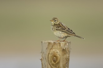 Meadow pipit (Anthus pratensis) adult bird on a fence post in summer, England, United Kingdom
