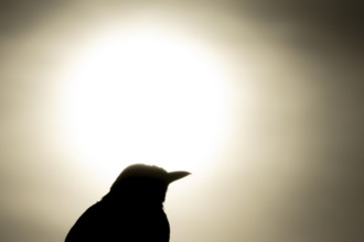 Eurasian blackbird (Turdus merula) silhouette of an adult bird watching the sunrise, England,