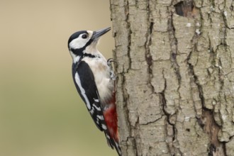 Great spotted woodpecker (Dendrocopos major) adult bird on a tree trunk in a woodland, England,