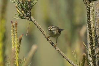 Garden warbler (Sylvia borin) adult bird on a tree branch with insects for food in its beak in