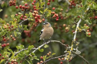 Eurasian chaffinch (Fringilla coelebs) adult male bird in a hawthorn hedgerow with red berries in