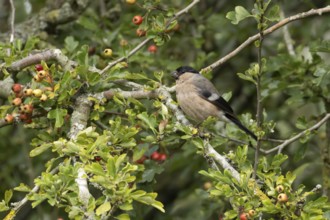 Eurasian bullfinch (Pyrrhula pyrrhula) adult female bird in a hawthorn hedgerow with red berries in